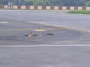 Snake vs mongoose viral video