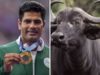 A buffalo for a Olympic gold: Pakistan Olympic hero Arshad Nadeem's unique gift from father-in-law