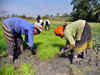 Paddy acreage rises 4.28 pc, cotton area lags in kharif season so far: Govt data