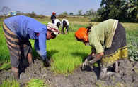 Paddy acreage rises 4.28 pc, cotton area lags in kharif season so far: Govt data