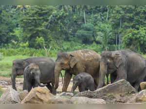 Colombo: Elephants at an elephant orphanage in Pinnawala, Sri Lanka. The orphana...