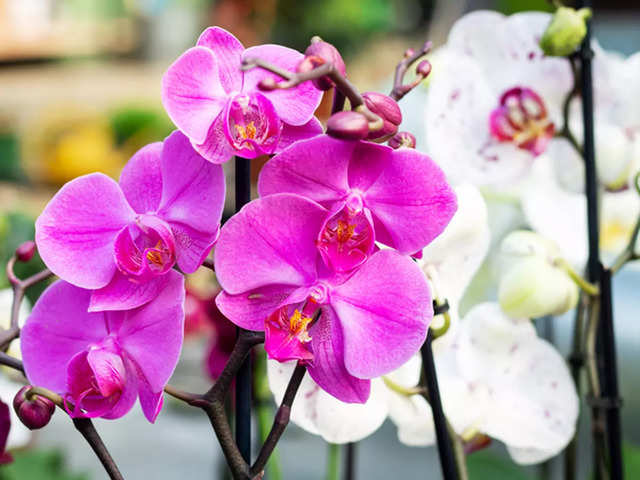 Orchids