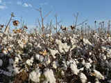 CITI, ILO join hands for best labour standards in cotton farms