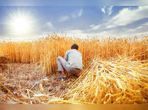 wheat2 istock