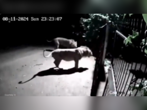 In Gujarat's Amreli district, two Asiatic lions and two dogs faced off at a house gate, captured on CCTV.