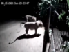 Watch as dogs and lions face off in close encounter in Gujarat