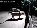 Watch as dogs and lions face off in close encounter in Gujarat