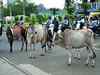 MP govt forms committee to control stray cattle menace