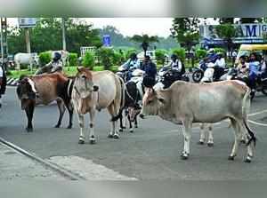 No civic body action against stray cattle, NGOs resort to radium collar drive to prevent crashes