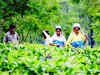 Bengal entrepreneurs look at tea production as a source of income