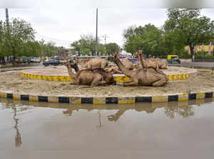 Bikaner: Camels sit on a roundabout on a waterlogged road following rains, in Bi...