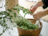 9 easy-to-grow plants for fresh kitchen ingredients