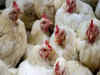 Odisha culls birds after Avian flu outbreak