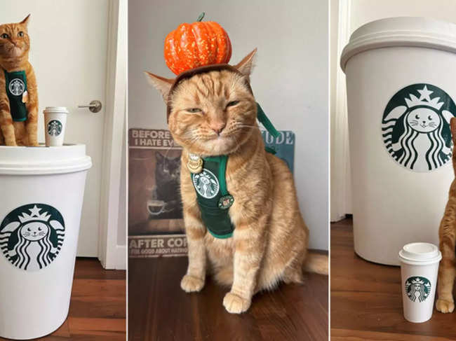 cat barista