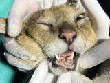 Jungle cat undergoes timely surgery for jaw fracture, multiple lacerations