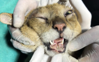 Jungle cat undergoes timely surgery for jaw fracture, multiple lacerations