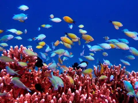 Raja Ampat, Indonesia