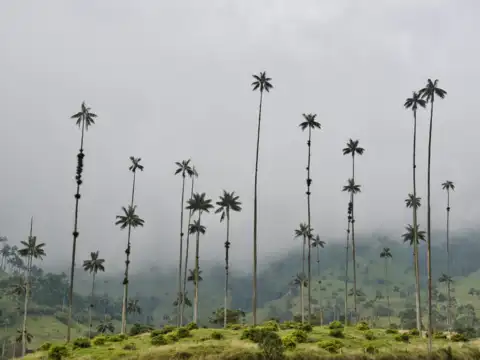 Valle de Cocora, Colombia