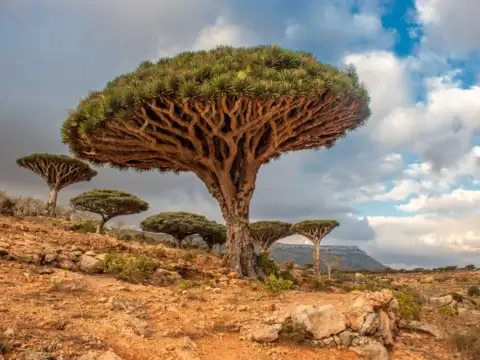 Socotra, Yemen