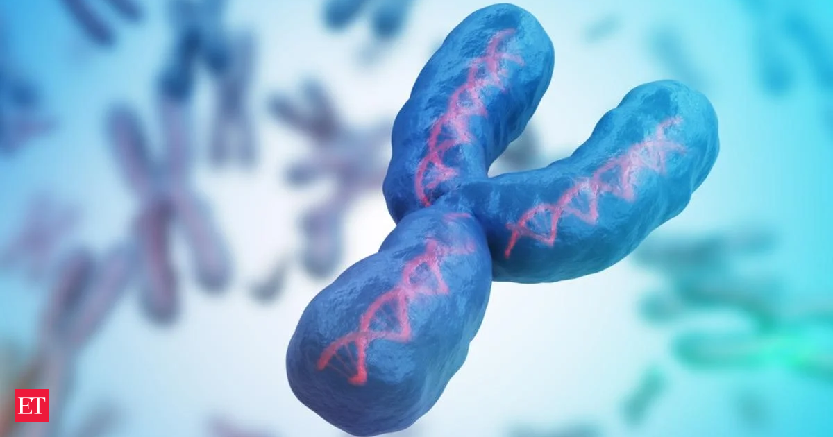 New Y chromosome may well be in decline, however males are right here to stick; Right here’s why