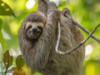 Sloth fever virus, symptoms: Is it contagious? Check US CDC warning