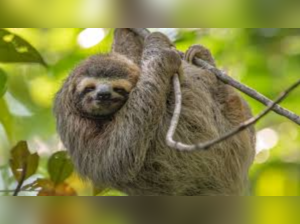 Sloth fever virus, symptoms: Is it contagious? Check US CDC warning