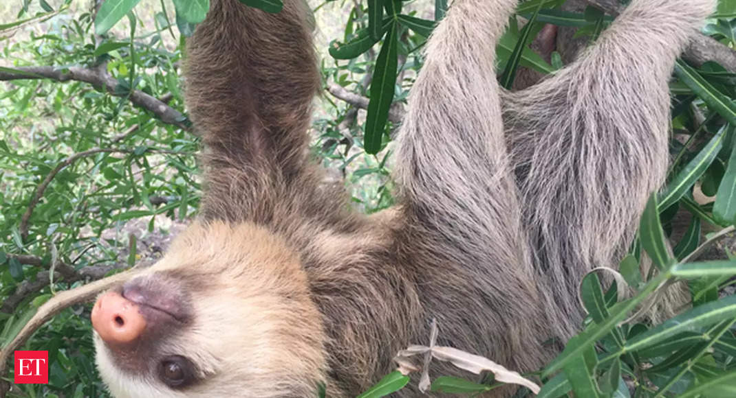 Sloth fever outbreak: Key facts on the deadly virus and should you be worried?