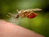 What is West Nile Virus? Is it dangerous like Coronavirus? Here's all you need to know