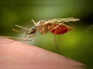 What is West Nile Virus? Is it dangerous like Coronavirus? Here's all you need to know