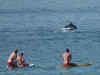 Japan on high alert. The reason? A lone, possibly sexually frustrated dolphin