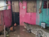 Gujarat Rains: Hundreds of crocodiles reach Vadodara, videos of alligators on house roofs and streets go viral