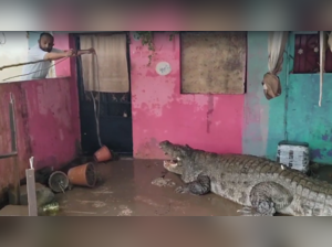 15 feet long crocodile ventures into urban locality in Vadodara