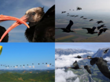 Once nearly extinct, scientists now using gliders to teach northern bald ibis how to migrate