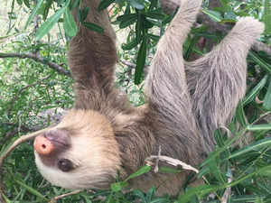 Sloth fever is spreading in the U.S.; is it life-threatening? What are its symptoms, and is there a vaccine? Will there be a travel ban?