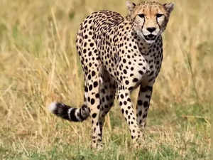 Cheetah