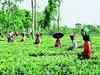 Assam chief secretary calls for quality push in tea industry