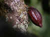 Chocolate's future could hinge on success of growing cocoa not just in the tropics, but in the lab