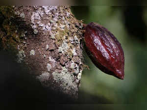 FILE PHOTO: A cocoa pod grows on a farm in Osino in the Eastern Region, Ghana