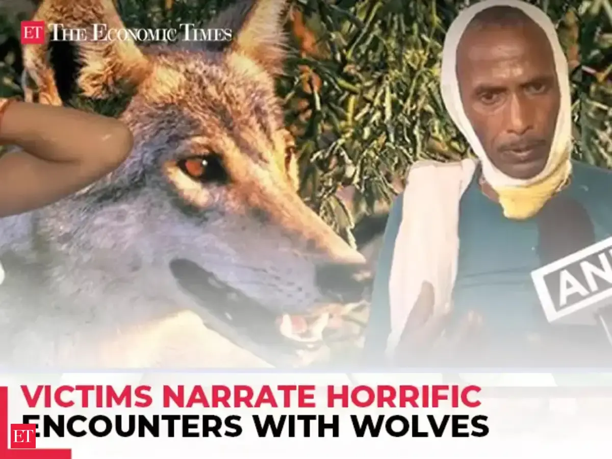 Wolves' Terror In UP's Bahraich: 'Caught by the neck…' Victims narrate ...