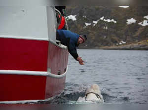 A celebrity 'Russian spy' whale spotted with harness found dead in Norwegian waters