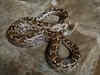 Hyderabad rains: Giant python found in city, causes photo frenzy