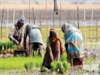 Cabinet announces Rs 14,000 cr for seven farmers' welfare schemes