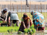 Cabinet announces Rs 14,000 cr for seven farmers' welfare schemes