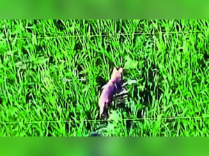 Drone shots of wolves hiding in cane field in Bahraich village