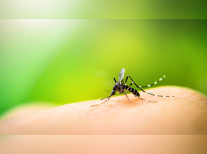 Why is the Telangana government discouraging rapid tests for dengue diagnosis?