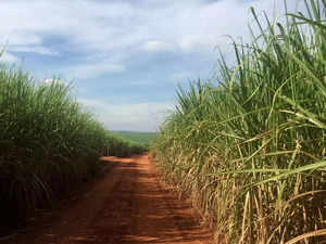 Sugar cane