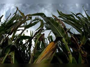 Sweaty corn is making it even more humid