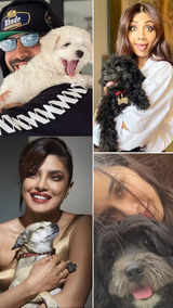 Bollywood celebs and their adorable furry friends