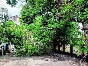 There is a new menace on Delhi's roads, both pedestrians and vehicles at serious risk