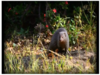 Japanese island eradicates rabbit-killing mongoose